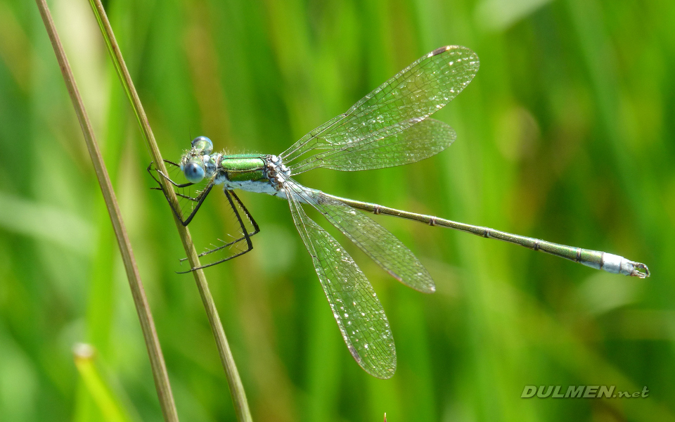 Common Spreadwing (Male, Lestes sponsa)